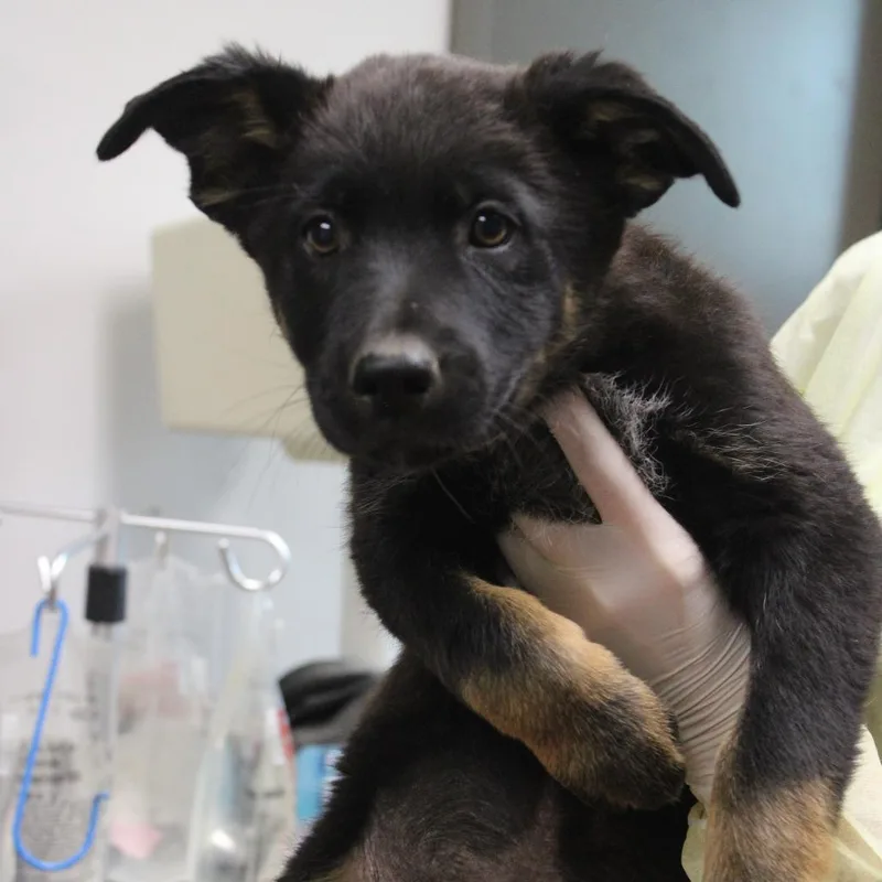 A baby small-sized male Black Shepherd dog named Key Lime Pie for adoption in Cleveland, MS