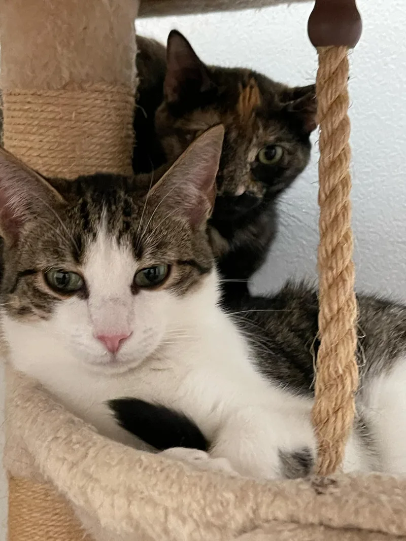 Sundrop And Moondrop