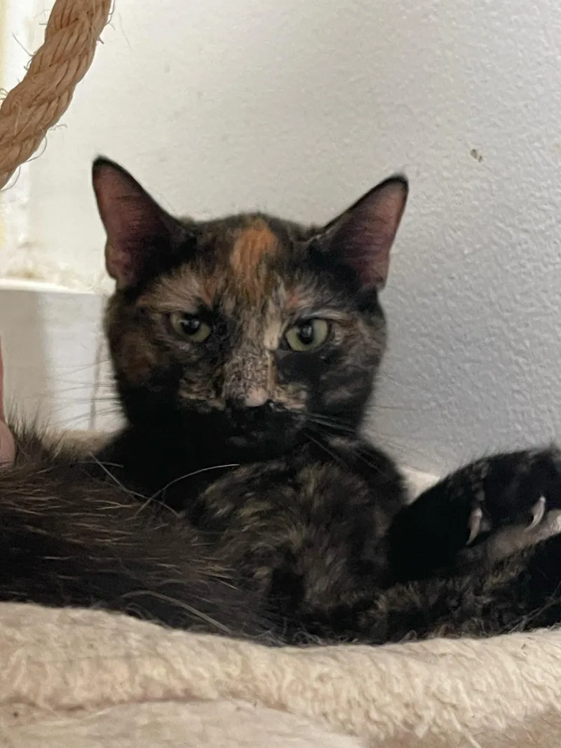 Sundrop And Moondrop thumbnail 2