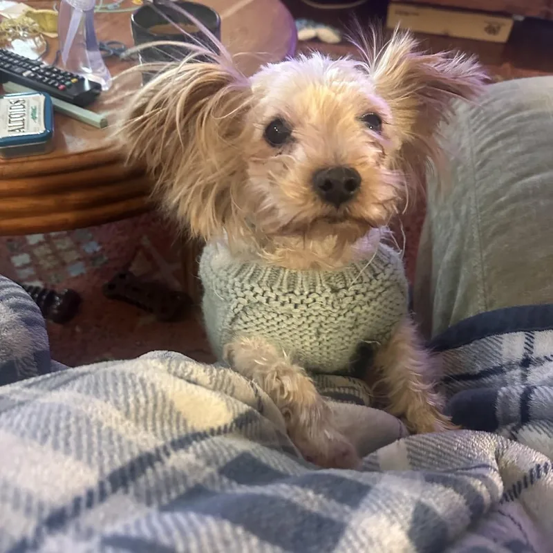 A senior small-sized female Yorkshire Terrier dog named Tempie for adoption in Crystal, MN
