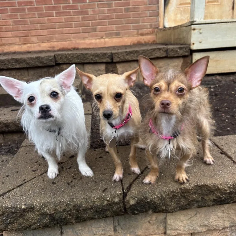 An adult small-sized female Chihuahua dog named Mandy for adoption in Cumming, GA