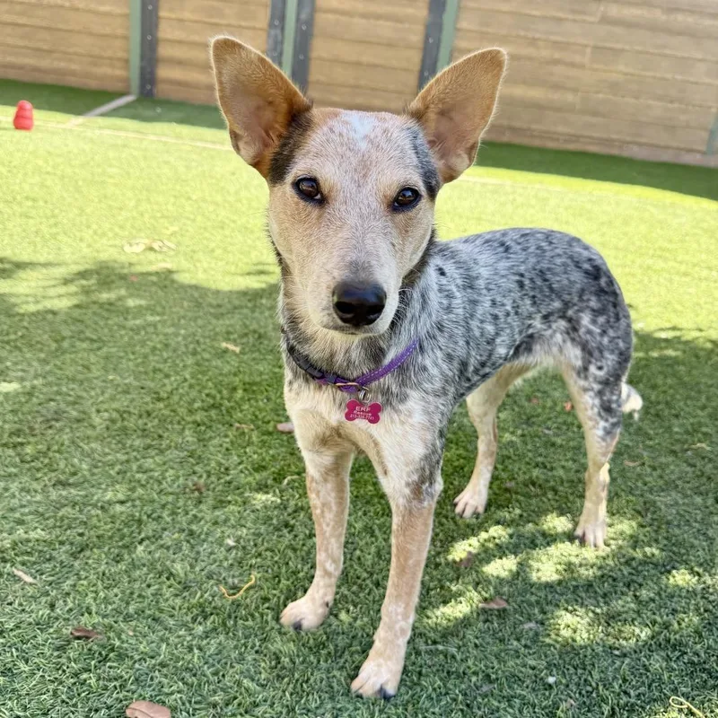 A young medium-sized female Cattle Dog dog named Robin for adoption in Agoura Hills, CA