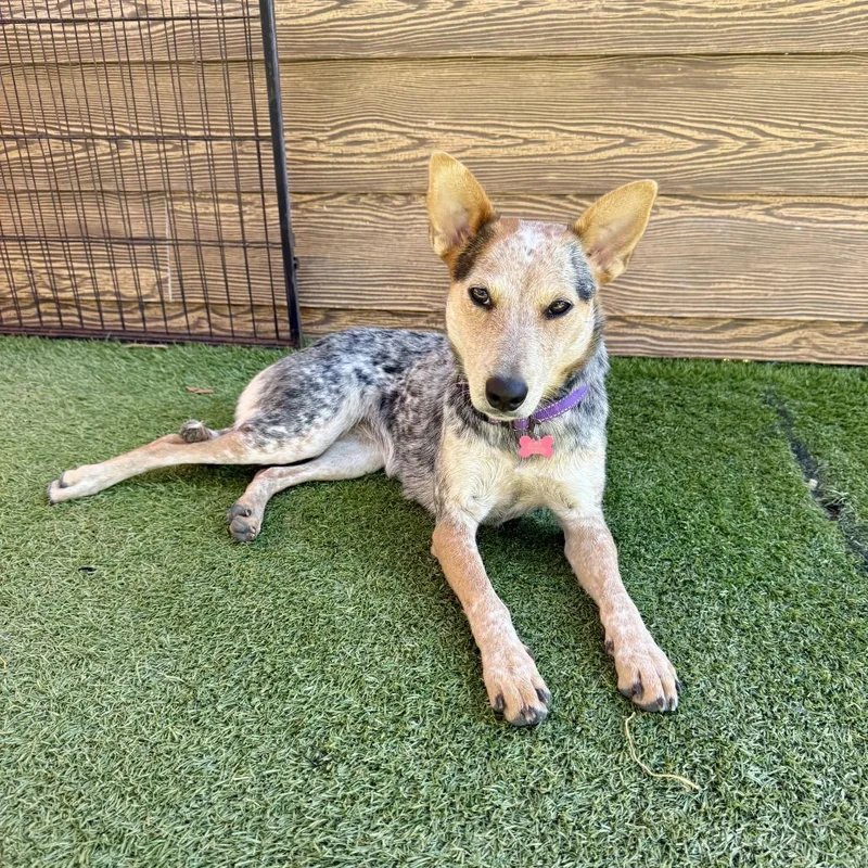 Robin thumbnail 4