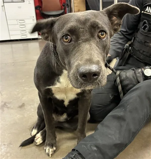 A young large-sized female Blue Lacy dog named Alma for adoption in Phoenix, AZ