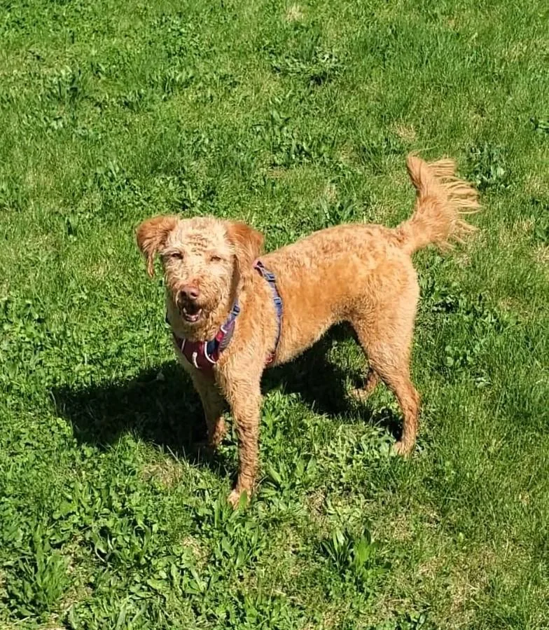 An adult medium-sized female Labradoodle dog named BobbiCOURTESY LISTING for adoption in Decorah, IA