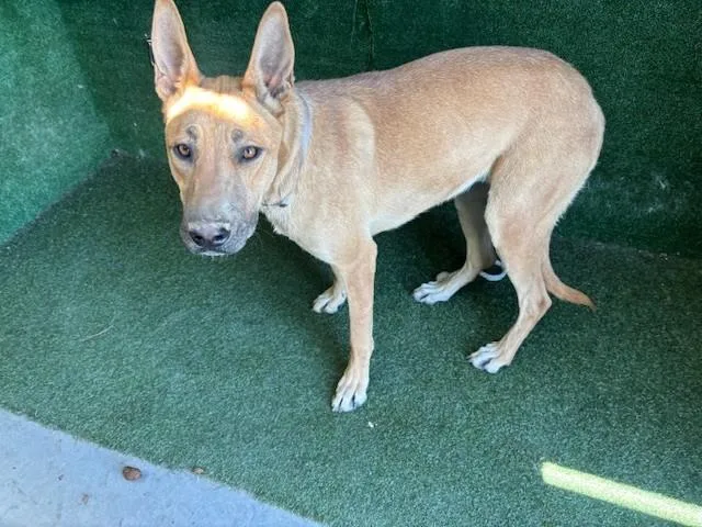 A young medium-sized female German Shepherd Dog dog named Money for adoption in Lancaster, CA