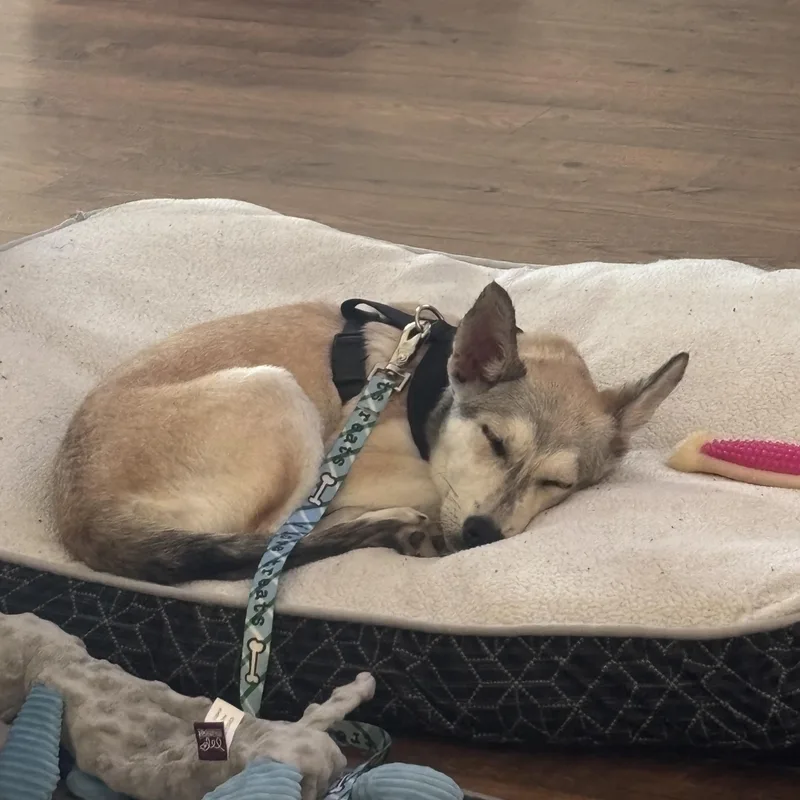 A baby medium-sized female Siberian Husky dog named Skye for adoption in La Motte, IA