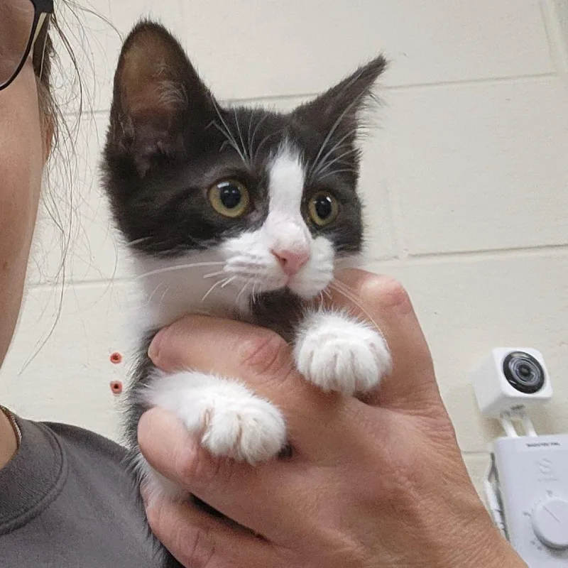 A baby small-sized female Black Domestic Short Hair cat named Catlyn for adoption in Grand Rapids, MI