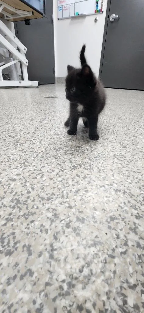 A baby medium-sized male Domestic Short Hair cat named Wool for adoption in Van Wert, OH