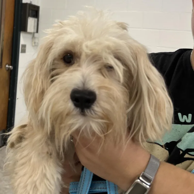 A young small-sized male Yellow / Tan / Blond / Fawn Poodle (Toy) dog named Hal Apeno for adoption in East Saint Louis, IL