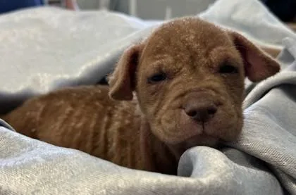 A baby medium-sized female Labrador Retriever dog named Inez for adoption in West Memphis, AR