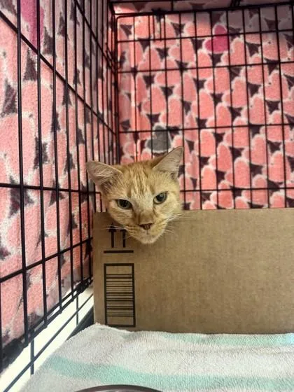 An adult medium-sized female Domestic Short Hair cat named Banana Pudding for adoption in Vero Beach, FL