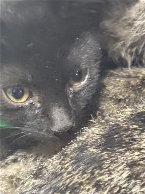 A baby small-sized female Domestic Short Hair cat named Mary for adoption in Chatsworth, CA