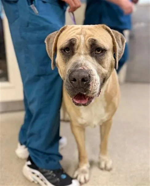 A young extra large-sized female Mastiff dog named Maisy for adoption in Riverside, CA