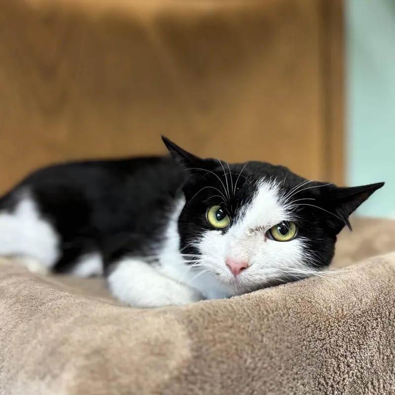 A young medium-sized female Black Domestic Short Hair cat named Canasta for adoption in Fargo, ND