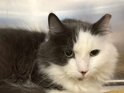 An adult small-sized male Domestic Long Hair cat named Moonbeam for adoption in Golden Valley, MN