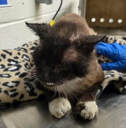 A senior medium-sized male Seal Point Domestic Short Hair cat named Morgan for adoption in Fruit Heights, UT
