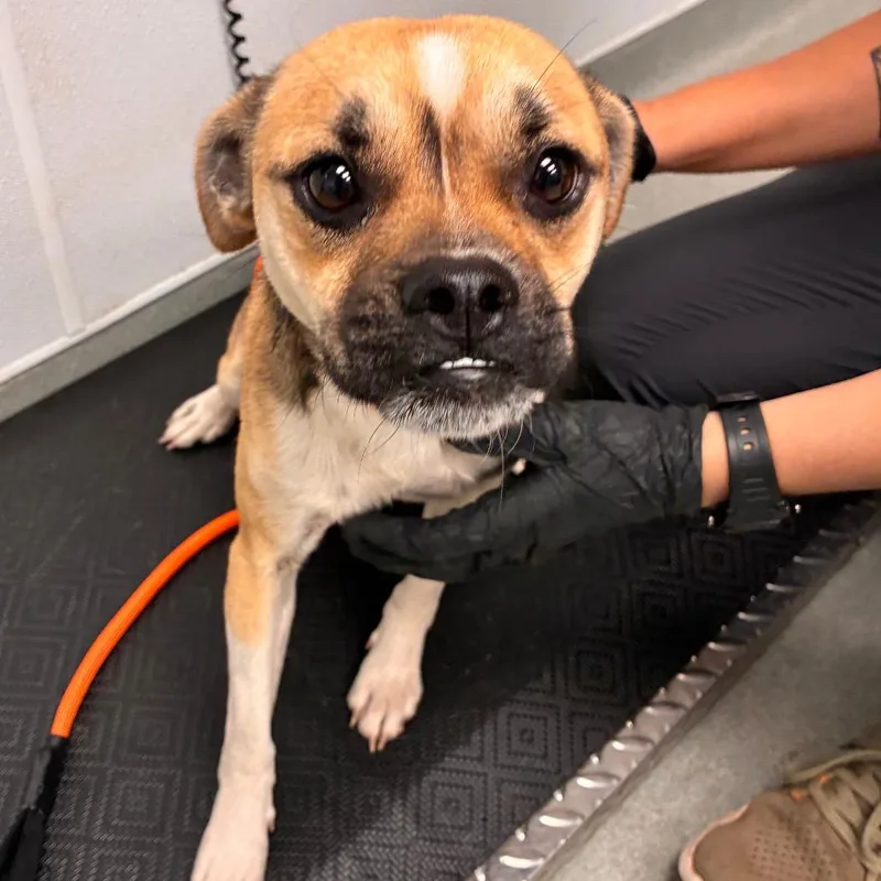 An adult small-sized male Yellow / Tan / Blond / Fawn Pug dog named Happy for adoption in Abilene, TX