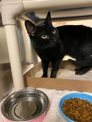 An adult medium-sized female Domestic Short Hair cat named Stella for adoption in Fallston, MD