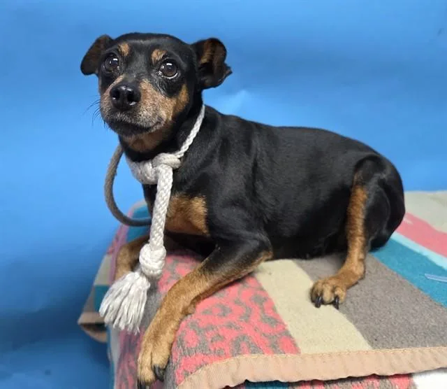 A senior small-sized female Miniature Pinscher dog named Diamond for adoption in Gardena, CA