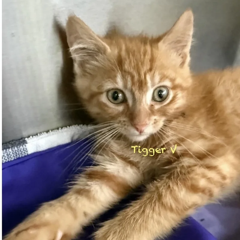 A young medium-sized male Orange / Red Domestic Short Hair cat named Tigger V for adoption in Palatine, IL
