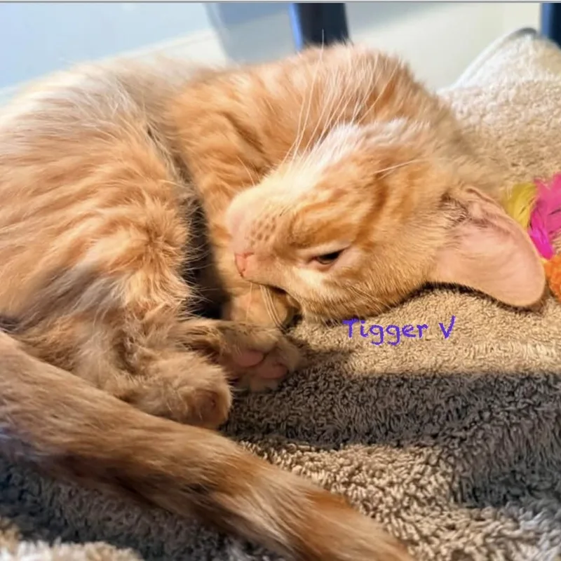Tigger V thumbnail 2