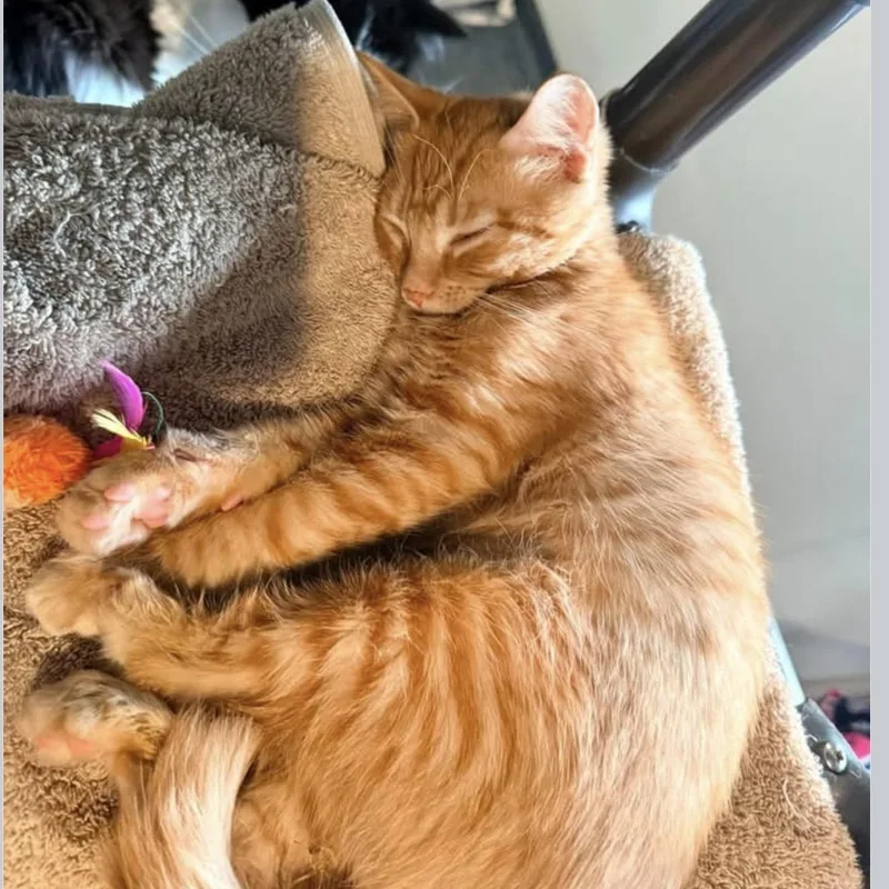 Tigger V thumbnail 3