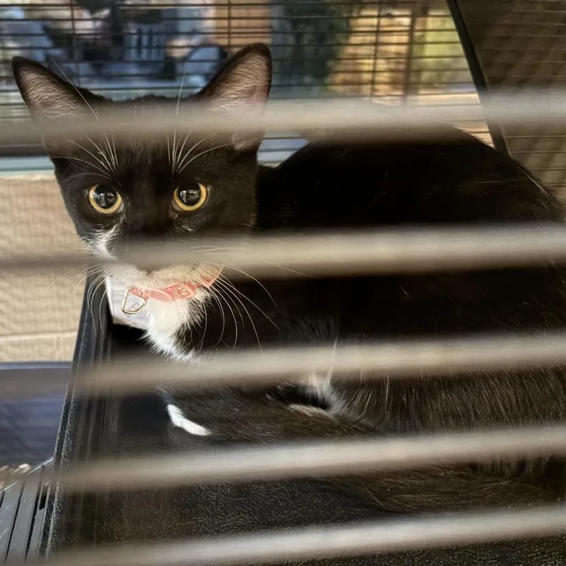A baby small-sized female Black Domestic Short Hair cat named Sadie for adoption in Long Beach, CA