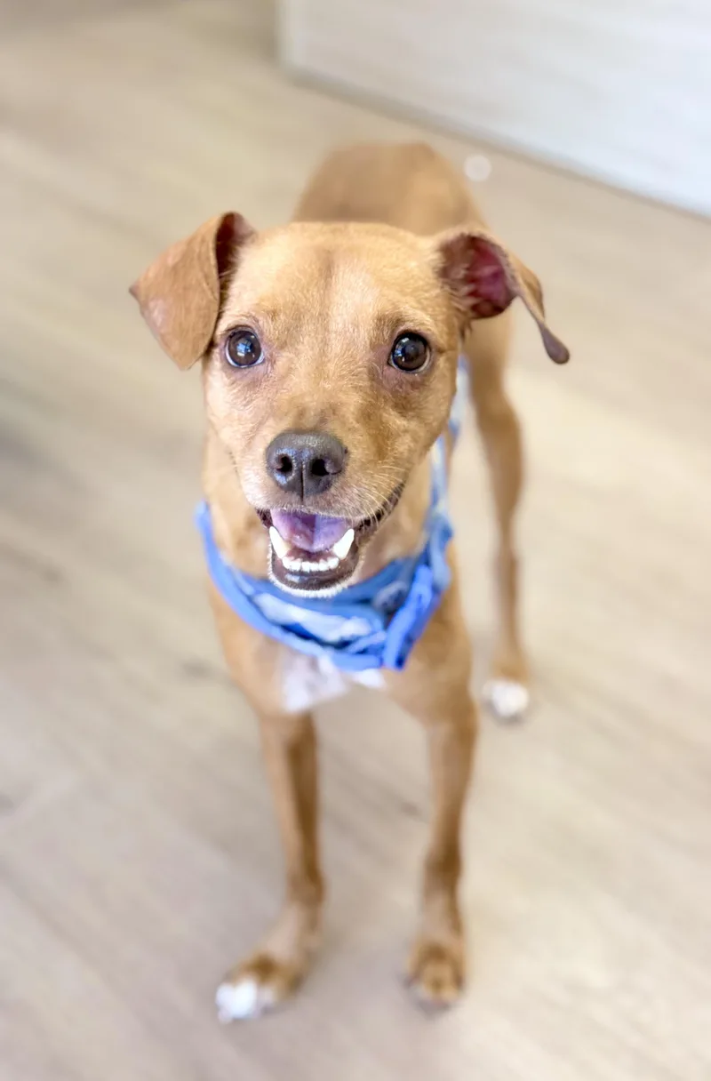 A young small-sized male Chihuahua dog named Flynn for adoption in Scottsdale, AZ