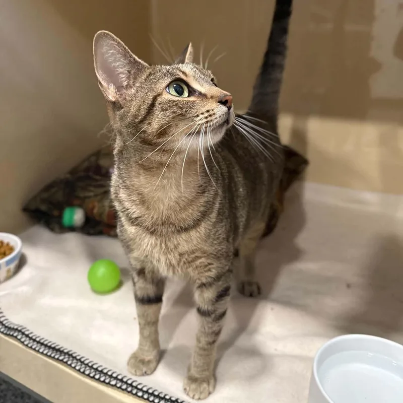 An adult medium-sized female Tabby (Brown / Chocolate) Domestic Short Hair cat named Harlequin for adoption in Penn Yan, NY