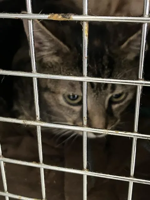 A baby small-sized female Domestic Short Hair cat named Nora for adoption in Dallas, TX