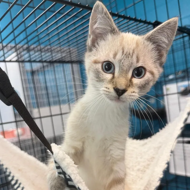 A baby small-sized male Flame Point Siamese cat named Mike for adoption in Troy, VA