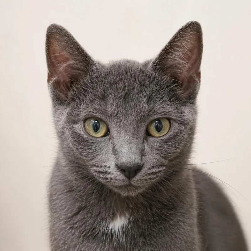 A baby medium-sized male Gray / Blue / Silver Russian Blue cat named Fergus — A Little for adoption in Hillsboro, TX
