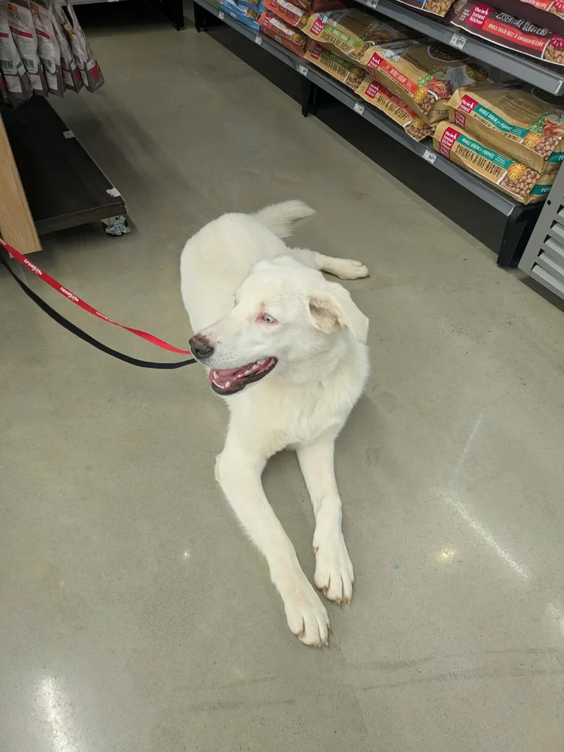 Avalanche thumbnail 2