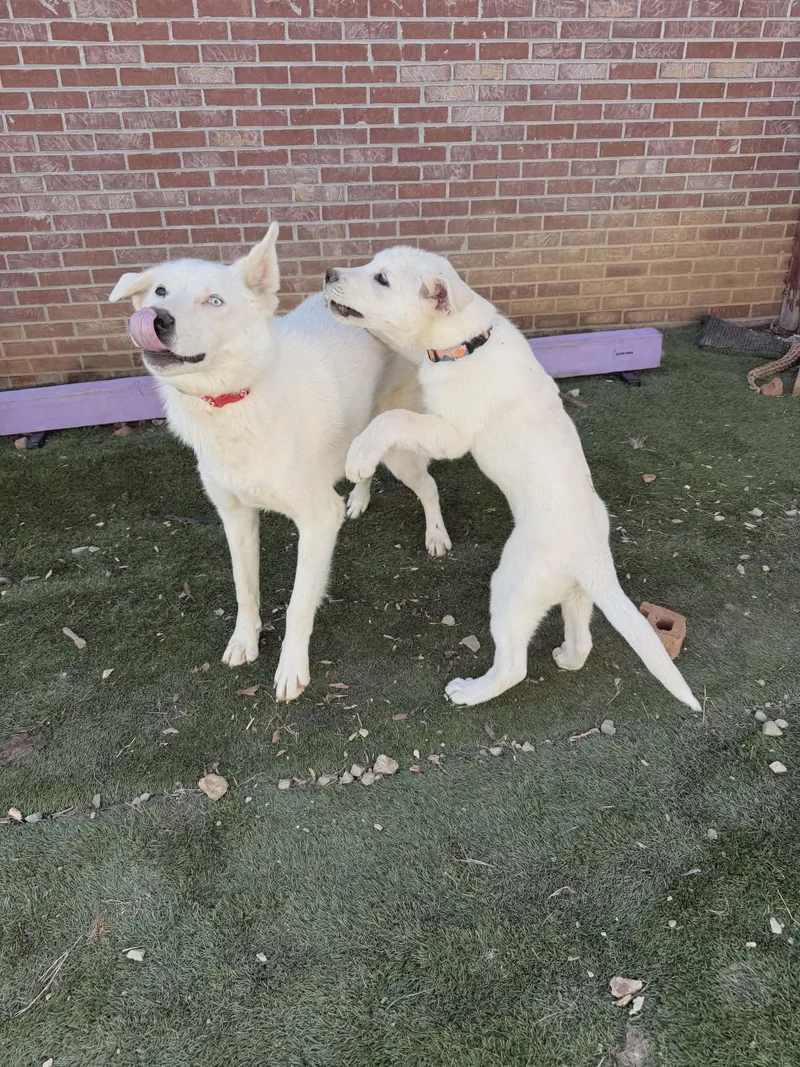 Avalanche thumbnail 3