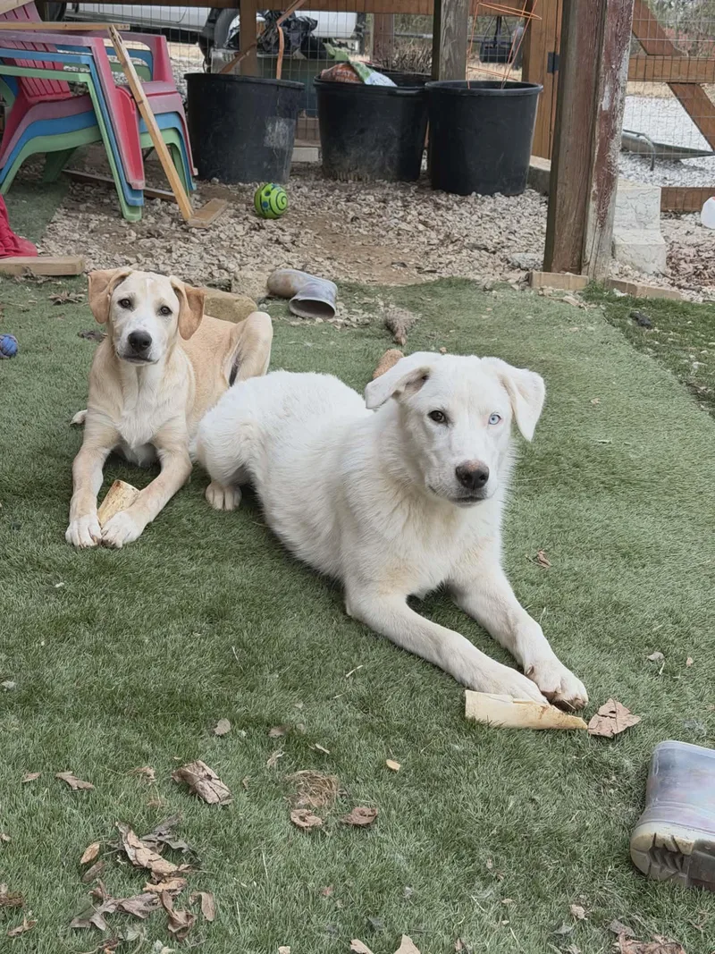 Avalanche thumbnail 4