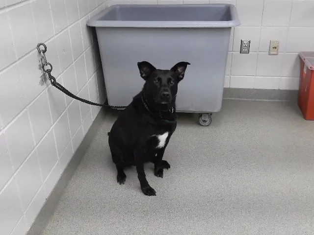 An adult large-sized female Labrador Retriever dog named Ebie for adoption in Omaha, NE