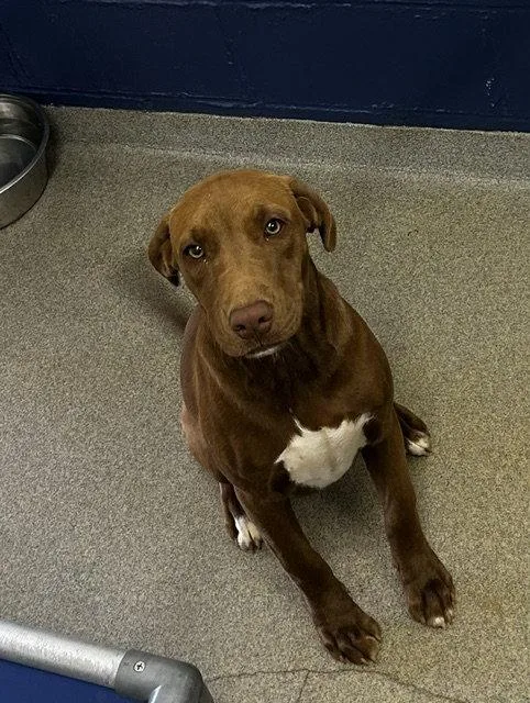 A young medium-sized female Labrador Retriever dog named Cinnamon mo for adoption in Sterling, MA