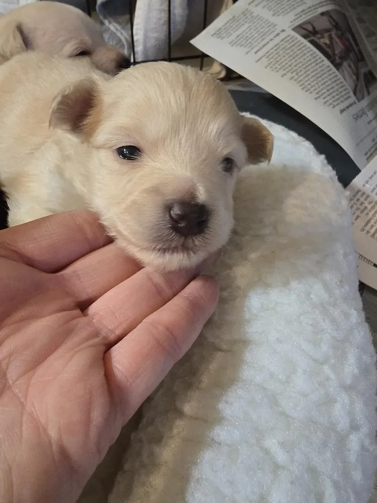 A baby small-sized male Maltese dog named Homelander for adoption in Pacifica, CA