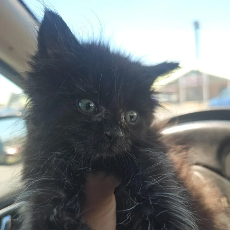 A baby small-sized male Black Domestic Short Hair cat named Jacob for adoption in Newark, DE