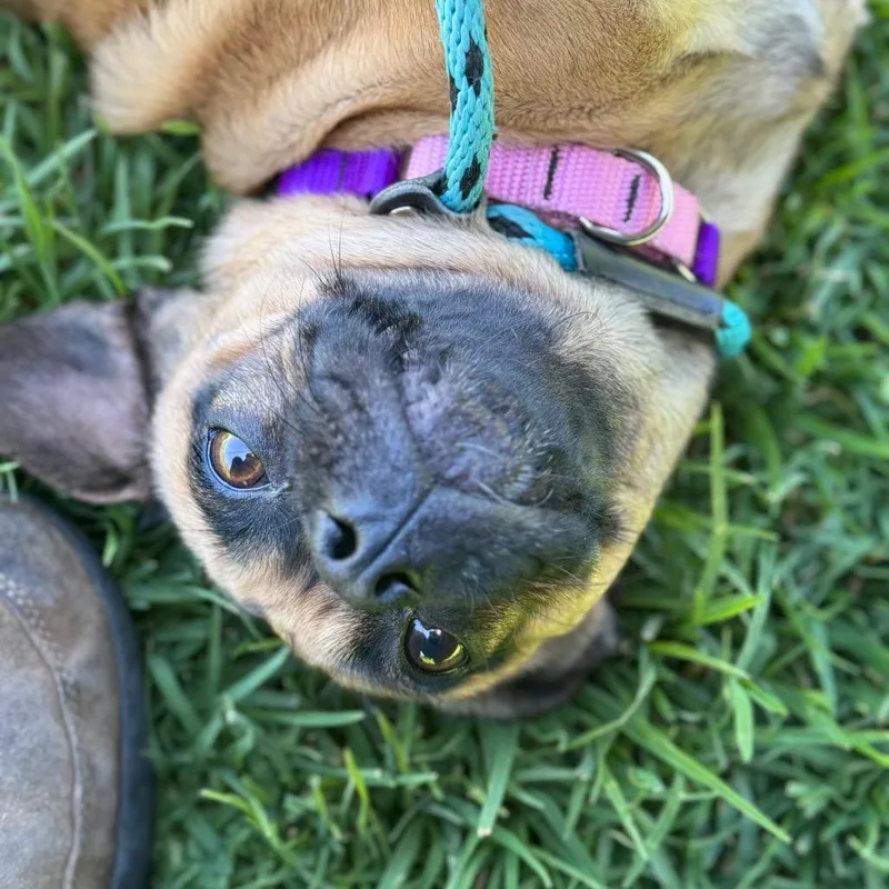 An adult small-sized female Yellow / Tan / Blond / Fawn Pug dog named Selma for adoption in Santa Barbara, CA