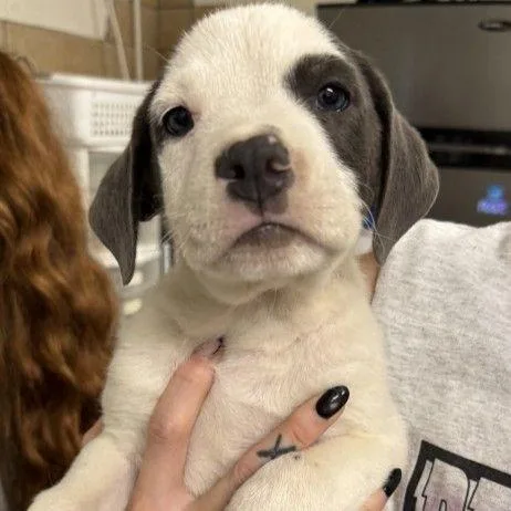 A baby small-sized male White / Cream Mixed Breed dog named Pretzel for adoption in Buffalo, MN