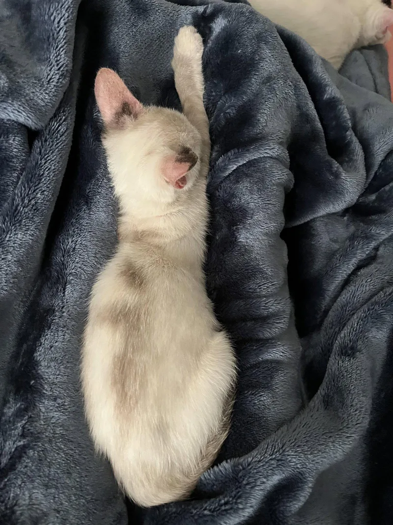 A baby medium-sized male Snowshoe cat named Milky for adoption in Broomall, PA