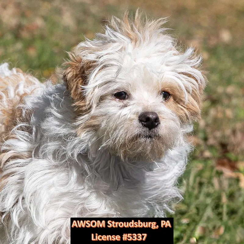 A young small-sized male Havanese dog named Peluche for adoption in Stroudsburg, PA