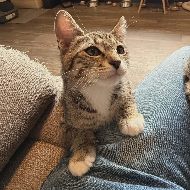 Mocha