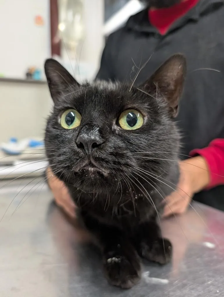 A senior medium-sized female Domestic Medium Hair cat named Carmilla for adoption in Fall River, MA
