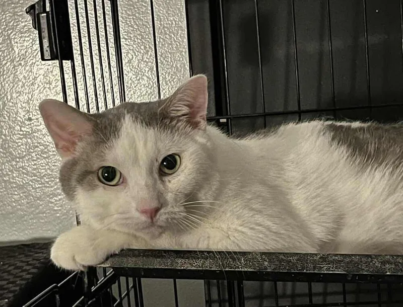 Cookie Bubbles Ortiz