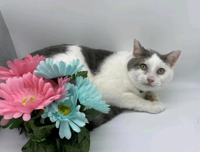 Cookie Bubbles Ortiz thumbnail 2