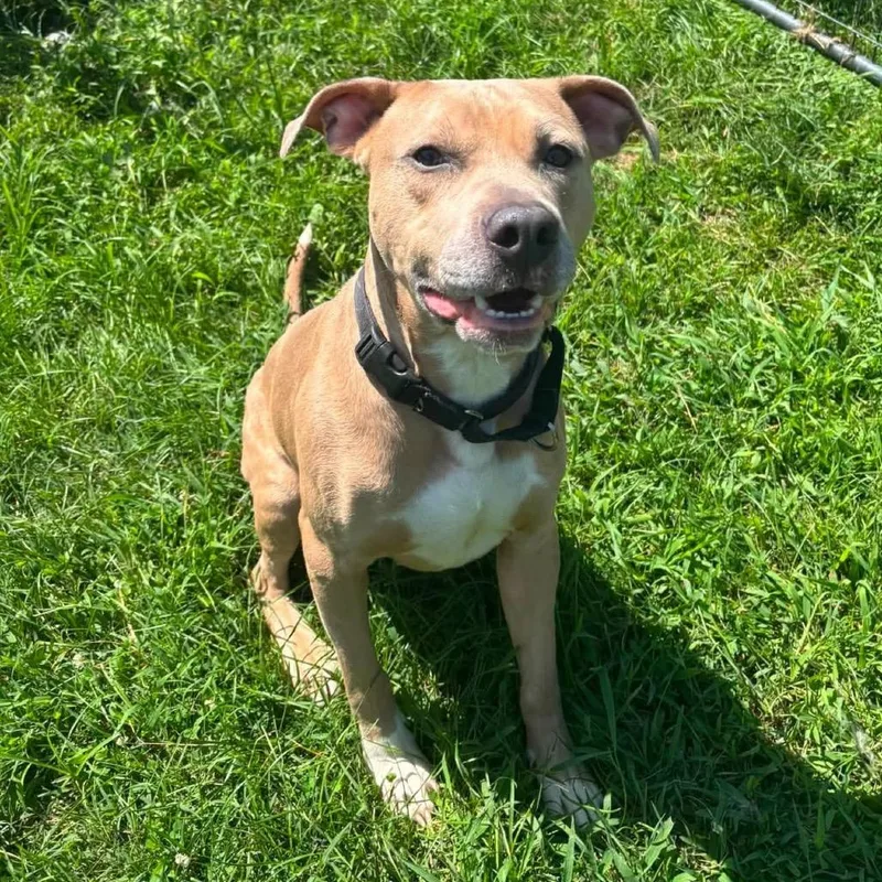 An adult medium-sized male Yellow / Tan / Blond / Fawn Terrier dog named Ryker for adoption in Waynesboro, PA