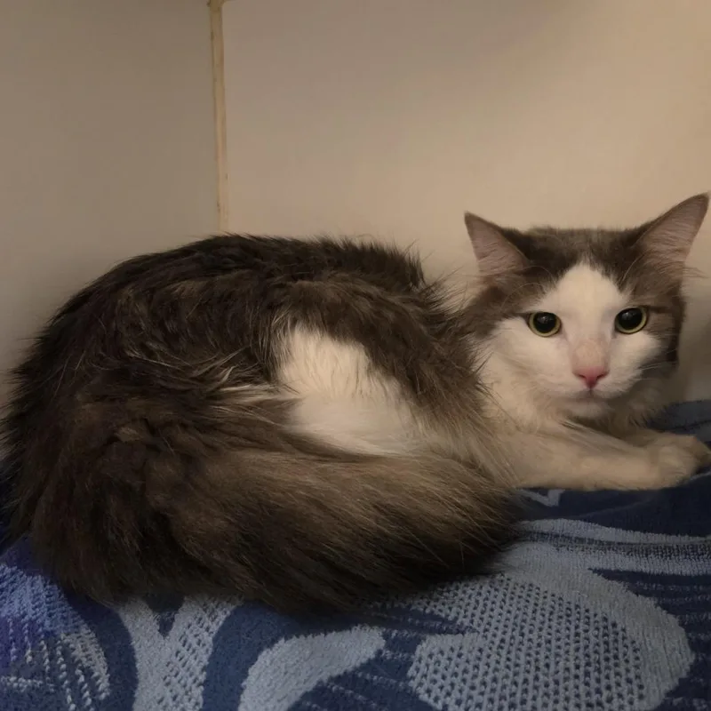 An adult small-sized male Gray / Blue / Silver Domestic Medium Hair cat named Sirius for adoption in Hinsdale, IL
